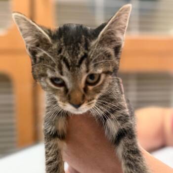 Huckleberry -  Domestic Short Hair Cat for Adoption in Idaho Falls, Idaho - Huckleberry | PetCurious