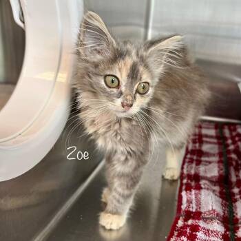 Zoe -  Domestic Long Hair Cat for Adoption in Madisonville, Tennessee - Zoe | PetCurious