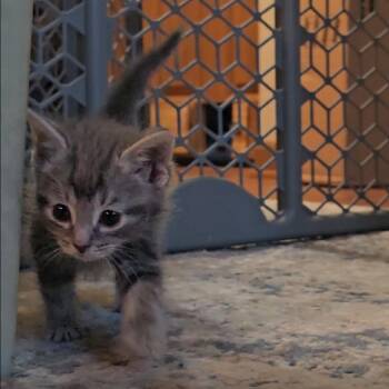 Jay Bird -  Domestic Short Hair Cat for Adoption in Hedgesville, West Virginia - Jay Bird | PetCurious