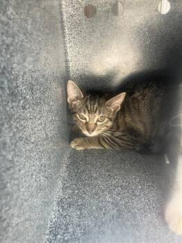 NUGGET -  Domestic Short Hair Cat for Adoption in Dallas, Texas - NUGGET | PetCurious