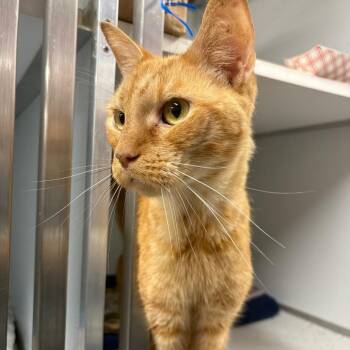 Clyde -  Domestic Short Hair Cat for Adoption in Binghamton, New York - Clyde | PetCurious