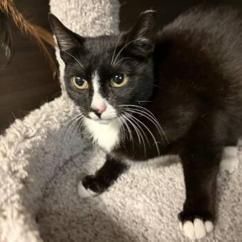 Domestic Short Hair Cats Available for Adoption - Cricket | PetCurious