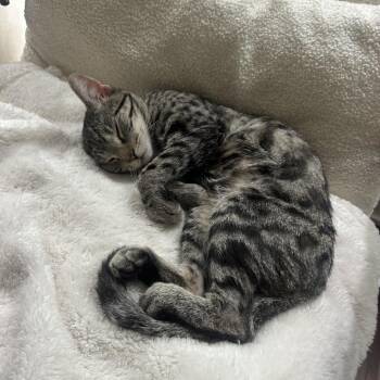 Chili Dog -  Domestic Short Hair Cat for Adoption in Philadelphia, Pennsylvania - Chili Dog | PetCurious