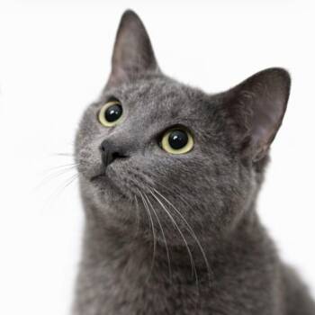 Russian Blue Cats Available for Adoption - Ivan | PetCurious