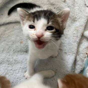 Flan 2303 -  Domestic Short Hair Cat for Adoption in Kansas City, Missouri - Flan 2303 | PetCurious