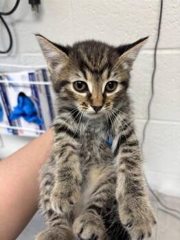 Domestic Short Hair Cats Available for Adoption in Oklahoma City, Oklahoma - HONEYDEW | PetCurious