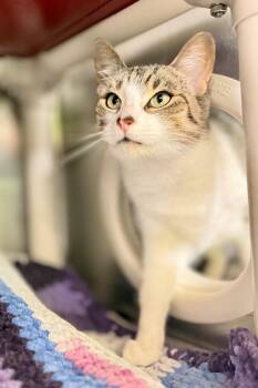 Buttercup -  Domestic Short Hair Cat for Adoption in Hamilton, Ontario - Buttercup | PetCurious