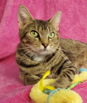 Domestic Short Hair Cats Available for Adoption in Greenville, Illinois - Amelia | PetCurious