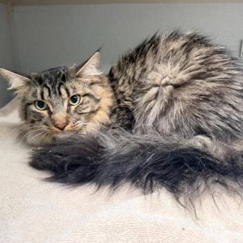 Domestic Short Hair Cats Available for Adoption in Newark, New Jersey - Pink Panther | PetCurious