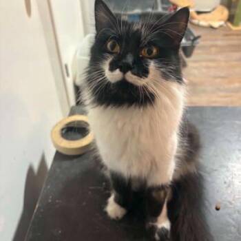 Domestic Medium Hair Cats Available for Adoption in Warr Acres, Oklahoma - Mandi | PetCurious