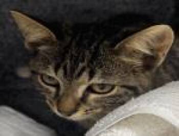 Rescue Domestic Short Hair Cats for Adoption in Largo, Florida - Jesse | PetCurious