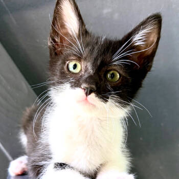 Rescue Domestic Short Hair Cats for Adoption in Yucca Valley, California - Roy | PetCurious