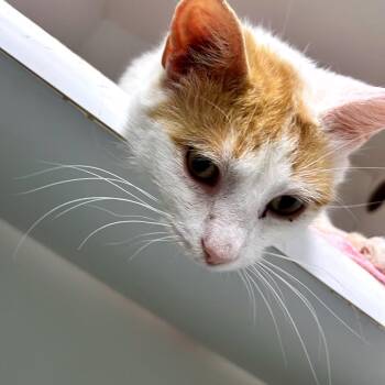 Fred -  Domestic Short Hair Cat for Adoption in Uniontown, Pennsylvania - Fred | PetCurious