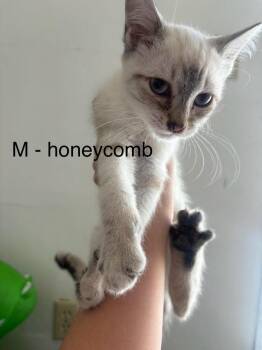 Honeycomb -  Siamese Cat for Adoption in Lancaster, California - Honeycomb | PetCurious