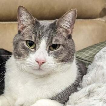 Pepper -  American Shorthair Cat for Adoption in Murray, Utah - Pepper | PetCurious