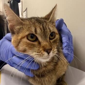 Ms. Brisby -  Domestic Short Hair Cat for Adoption in Chattanooga, Tennessee - Ms. Brisby | PetCurious