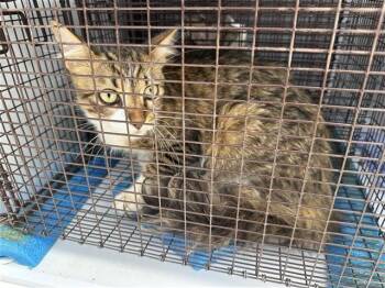 A658438 -  Domestic Short Hair Cat for Adoption in Houston, Texas - A658438 | PetCurious