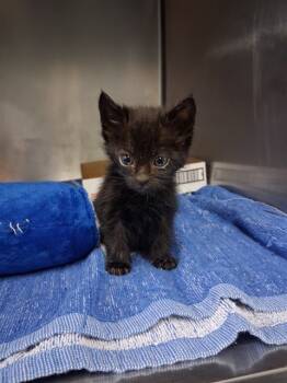 Rescue Domestic Short Hair Cats for Adoption in Fort Walton Beach, Florida - YEET | PetCurious