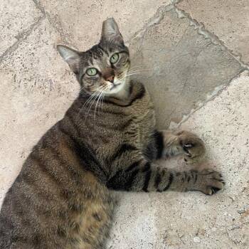 Tiguer -  Domestic Short Hair Cat for Adoption in Jupiter, Florida - Tiguer | PetCurious