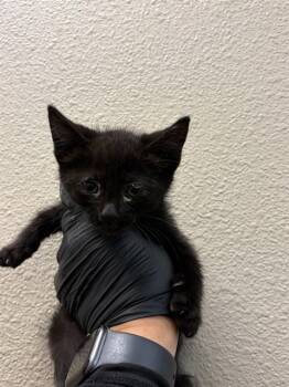 MARGO - NEEDS A FOSTER -  Domestic Medium Hair Cat for Adoption in Ontario, California - MARGO - NEEDS A FOSTER | PetCurious