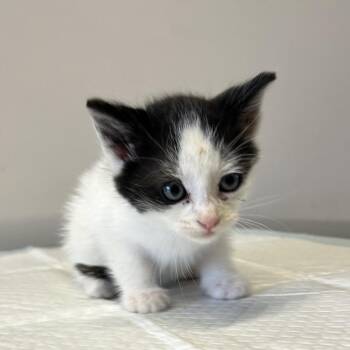 IVHS-Stray-138436 -  Domestic Short Hair Cat for Adoption in San Gabriel, California - IVHS-Stray-138436 | PetCurious