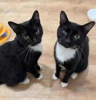 Robert -  Domestic Short Hair Cat for Adoption in Tampa, Florida - Robert | PetCurious