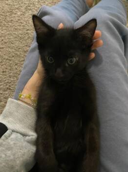 Rescue Domestic Short Hair Cats for Adoption in Davis, California - Rat | PetCurious