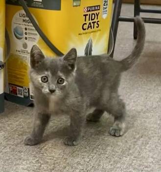 Mouse -  Domestic Short Hair Cat for Adoption in Pocatello, Idaho - Mouse | PetCurious