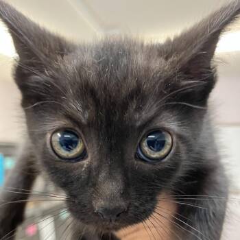 Mystra -  Domestic Short Hair Cat for Adoption in Port Charlotte, Florida - Mystra | PetCurious