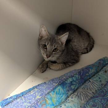 Funyuns -  Domestic Medium Hair Cat for Adoption in Jeffersonville, Indiana - Funyuns | PetCurious