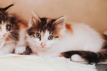 94404A Tina- Petco West Ashley -  Domestic Medium Hair and Domestic Short Hair Cat for Adoption in North Charleston, South Carolina - 94404A Tina- Petco West Ashley | PetCurious