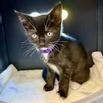 Rescue Domestic Short Hair Cats for Adoption in Leesburg, Virginia - THIN MINTS | PetCurious