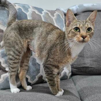 FOSTER NEEDED - Becca -  Domestic Short Hair Cat for Adoption - FOSTER NEEDED - Becca | PetCurious