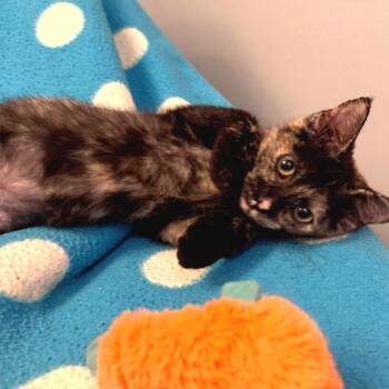 Pyrewood -  Domestic Short Hair Cat for Adoption in Fredericksburg, Virginia - Pyrewood | PetCurious