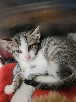 Garrett -  Domestic Short Hair Cat Available for Adoption in Republic, Missouri - Garrett | PetCurious