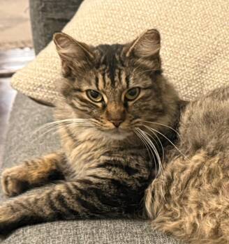 Porsche -  Domestic Medium Hair Cat for Adoption in Fort Worth, Texas - Porsche | PetCurious