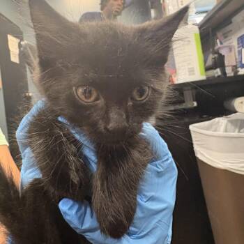 Orange Chicken -  Domestic Medium Hair Cat for Adoption in Newark, New Jersey - Orange Chicken | PetCurious
