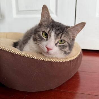 Domestic Short Hair Cats Available for Adoption - Marble | PetCurious
