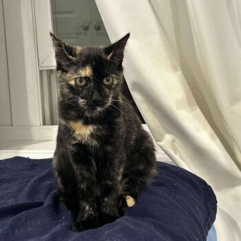 Rescue Domestic Short Hair Cats for Adoption in East Orange, New Jersey - Mitzi | PetCurious