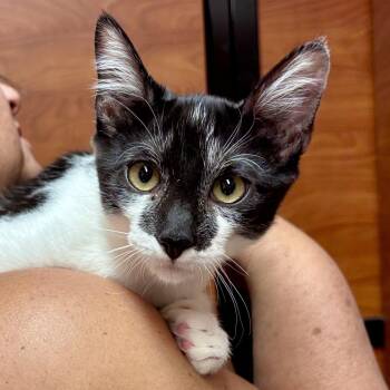 Batman -  Domestic Short Hair Cat for Adoption in Sonora, California - Batman | PetCurious