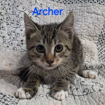 Archer -  Domestic Short Hair Cat for Adoption in NEW PT RICHEY, Florida - Archer | PetCurious