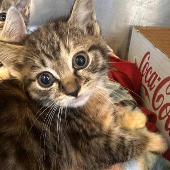Moxi -  Domestic Short Hair Cat for Adoption in Corinth, Mississippi - Moxi | PetCurious
