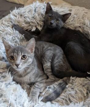 Hundy & C-Note (bonded pair) -  Domestic Short Hair Cat for Adoption in Alexandria, Virginia - Hundy & C-Note (bonded Pair) | PetCurious