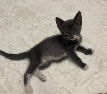 FIONA -  Domestic Short Hair Cat for Adoption in Tustin, California - FIONA | PetCurious
