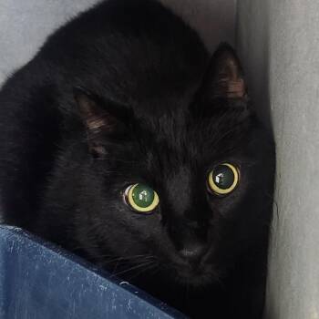Griffin -  Domestic Short Hair Cat for Adoption in Tyler, Texas - Griffin | PetCurious