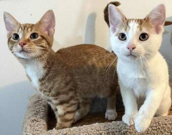 Rescue Domestic Short Hair Cats for Adoption in Caro, Michigan - SOCKS & SAMMY | PetCurious