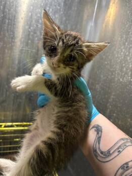 Domestic Short Hair Cats Available for Adoption in San Antonio, Texas - SUKI | PetCurious