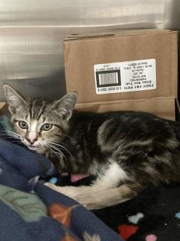 Domestic Short Hair Cats Available for Adoption in Long Beach, California - RONNY | PetCurious