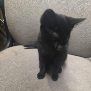 Izzie -  Domestic Short Hair Cat for Adoption in Eufaula, Alabama - Izzie | PetCurious
