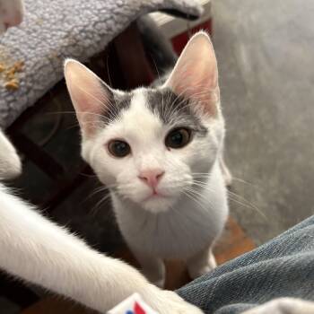 Rescue American Shorthair Cats for Adoption in Pittsburg, Kansas - Spooky | PetCurious